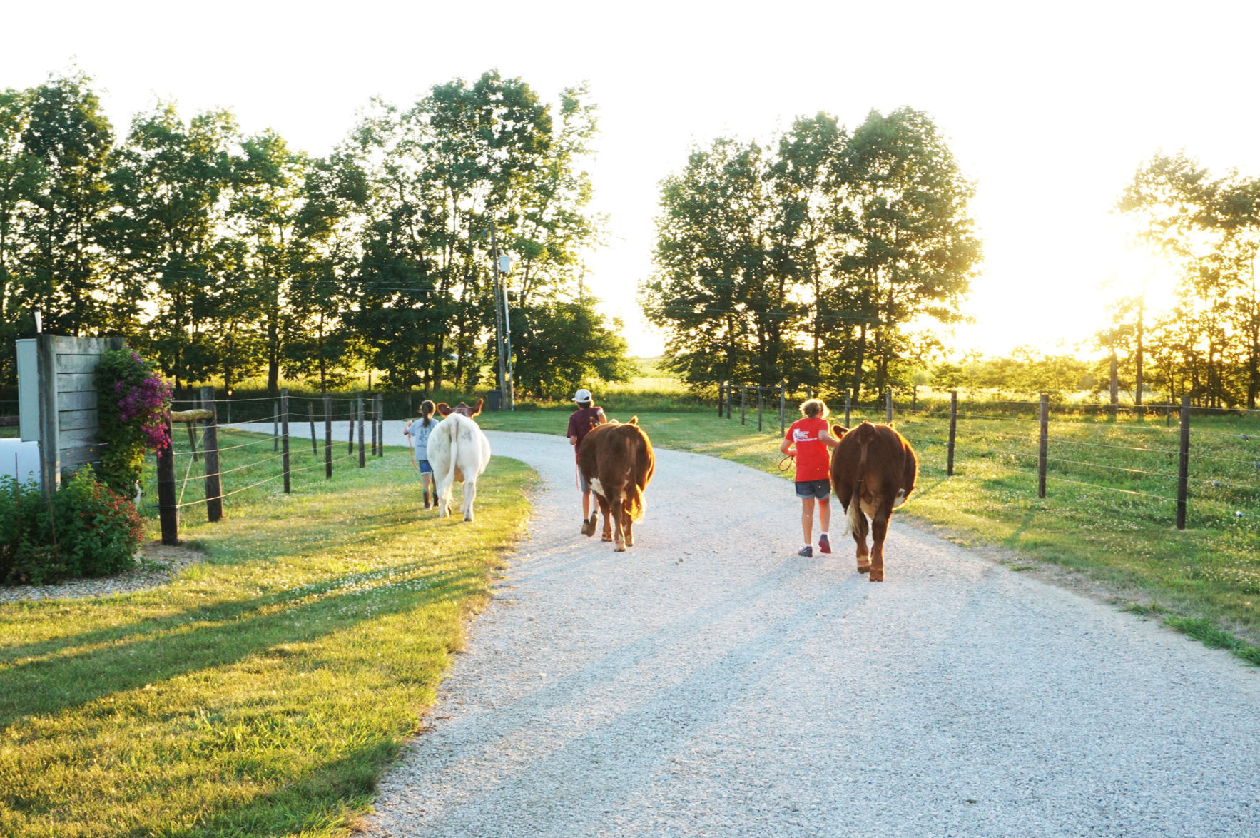Leading cattle.jpg